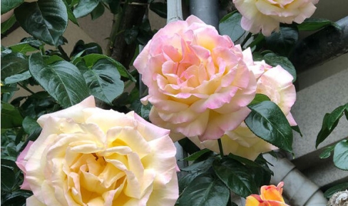 松尾寺お花畑(バラ園)開園